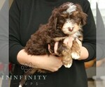 Small #3 Bernedoodle (Miniature)