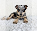 Small #6 Australian Cattle Dog