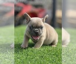 Small #16 French Bulldog