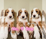 Puppy Puppy 9 Labradoodle-Poodle (Standard) Mix