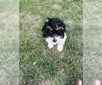 Small #38 Cavapoo-Poodle (Miniature) Mix