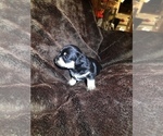 Puppy 4 Miniature Pinscher-Poodle (Toy) Mix