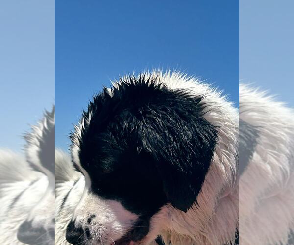 Medium Photo #4 Mutt Puppy For Sale in MIDWAY, UT, USA