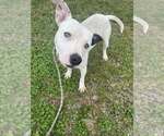 Small #3 Mutt