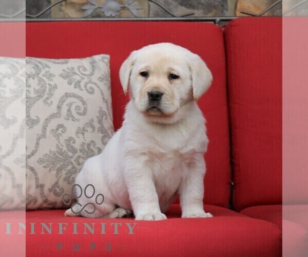 Medium Photo #4 Labrador Retriever Puppy For Sale in GORDONVILLE, PA, USA