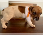 Small Photo #9 Jack Russell Terrier Puppy For Sale in FORT PIERCE, FL, USA
