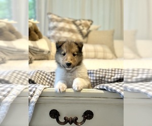 Scotch Collie Puppy for sale in BEECHER CITY, IL, USA