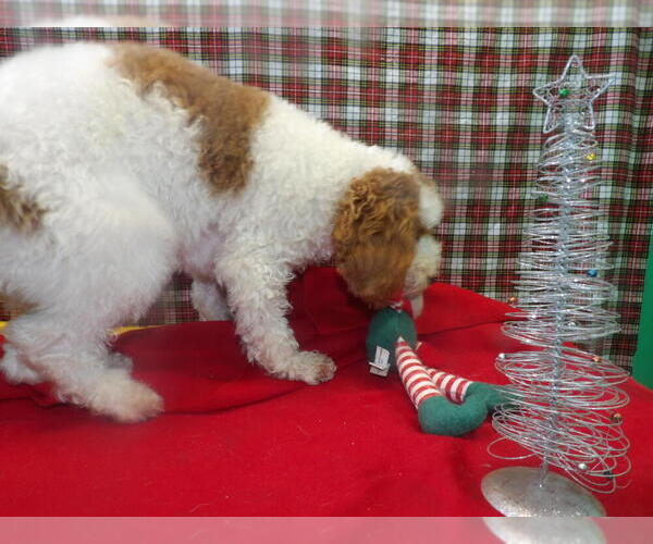 Medium Photo #6 Cock-A-Poo Puppy For Sale in PATERSON, NJ, USA