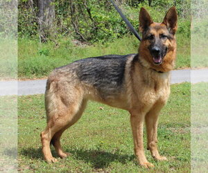 German Shepherd Dog Dogs for adoption in Prattville, AL, USA
