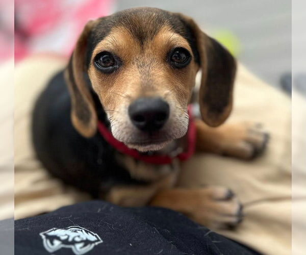 Medium Photo #5 Beagle-Unknown Mix Puppy For Sale in Canton, CT, USA