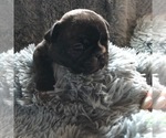 Puppy 2 French Bulldog