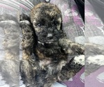 Small #6 Maltipoo