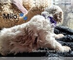 Small Photo #68 Goldendoodle (Miniature) Puppy For Sale in GASTONIA, NC, USA