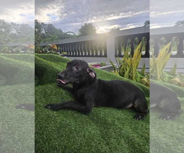 Medium Photo #4 Dachshund-Unknown Mix Puppy For Sale in Virginia Beach, VA, USA
