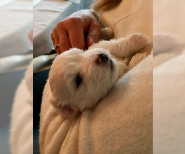 Medium Photo #2 Coton de Tulear Puppy For Sale in LISLE, IL, USA