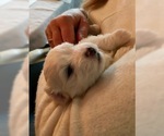 Small Photo #2 Coton de Tulear Puppy For Sale in LISLE, IL, USA