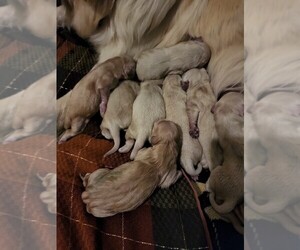 Golden Retriever Puppy for sale in MURRIETA, CA, USA