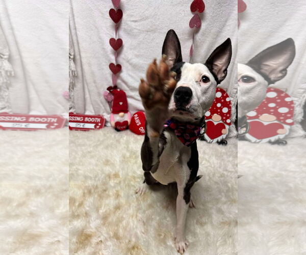 Medium Photo #9 American Pit Bull Terrier-Unknown Mix Puppy For Sale in Germantown, OH, USA