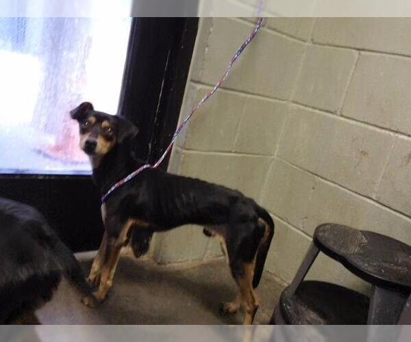 Medium Photo #1 German Shepherd Dog-Unknown Mix Puppy For Sale in Tulsa, OK, USA