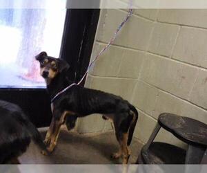 German Shepherd Dog-Unknown Mix Dogs for adoption in Tulsa, OK, USA
