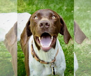 German Shorthaired Pointer Dogs for adoption in Junction Cityu, OR, USA