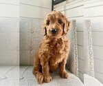 Small Photo #1 Goldendoodle Puppy For Sale in FONTANA, CA, USA