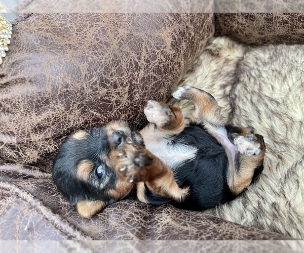 Medium Photo #13 Yorkshire Terrier Puppy For Sale in HAYWARD, CA, USA
