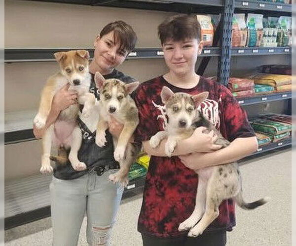 Medium Photo #2 Siberian Husky-Unknown Mix Puppy For Sale in Gretna, NE, USA