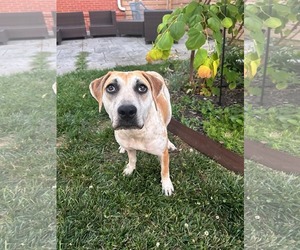 Mutt Dogs for adoption in Germantown, OH, USA