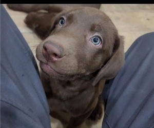 Labrador Retriever Puppy for sale in SAINT GEORGE, UT, USA