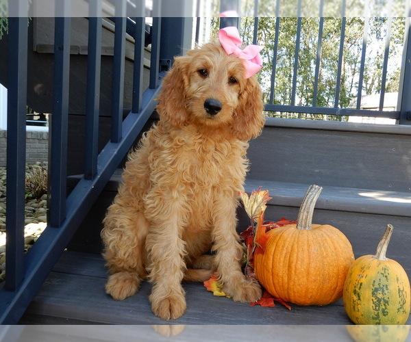 Medium Photo #1 Goldendoodle Puppy For Sale in MILLERSBURG, OH, USA