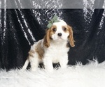 Small #4 Cavalier King Charles Spaniel
