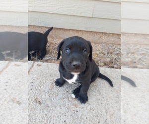 Golden Retriever-Mutt Mix Dogs for adoption in SEMINOLE, TX, USA