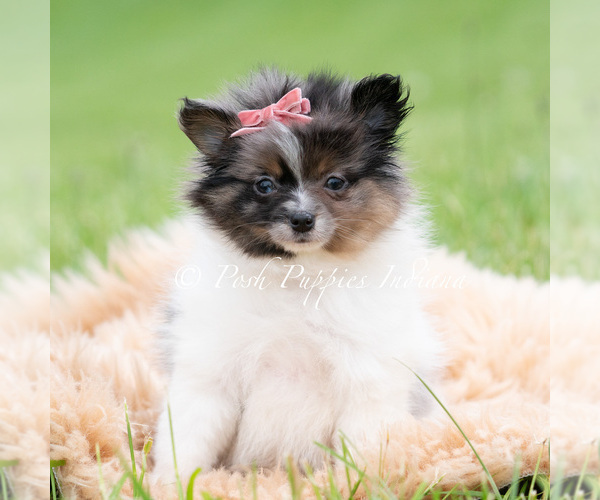 Medium Photo #2 Pomeranian Puppy For Sale in WARSAW, IN, USA