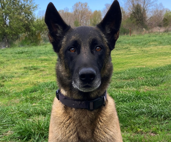 Medium Photo #1 Belgian Malinois Puppy For Sale in THAYER, MO, USA