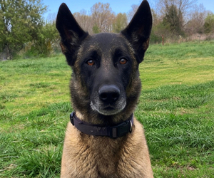 Father of the Belgian Malinois puppies born on 10/31/2026