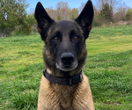 Small Photo #1 Belgian Malinois Puppy For Sale in THAYER, MO, USA