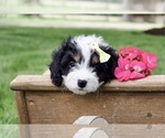 Small #3 Cavapoo