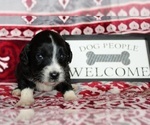 Small Photo #12 Aussiedoodle Puppy For Sale in DOWELLTOWN, TN, USA