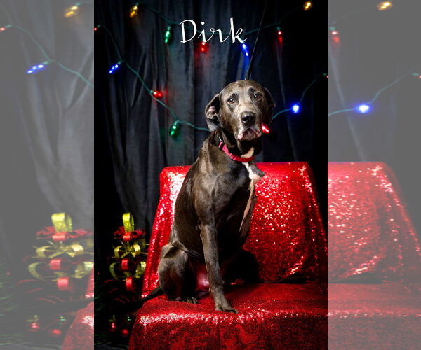 Medium Photo #1 Labrador Retriever-Unknown Mix Puppy For Sale in North Myrtle Beach, SC, USA