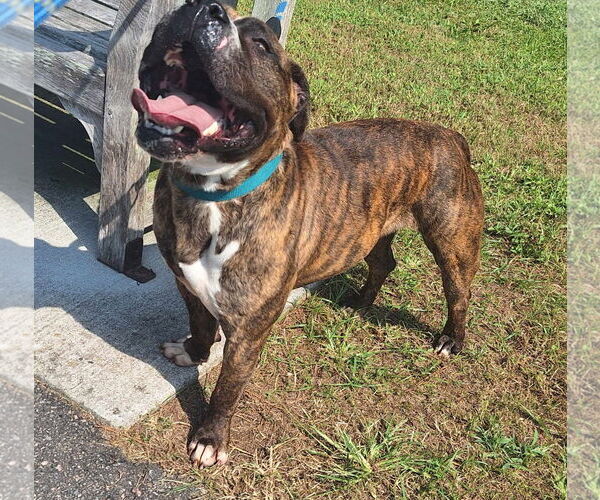 Medium Photo #16 American Pit Bull Terrier Puppy For Sale in Virginia Beach, VA, USA