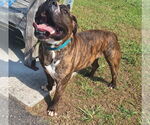 Small #15 American Pit Bull Terrier