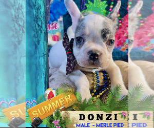 French Bulldog Puppy for sale in HEATHROW, FL, USA