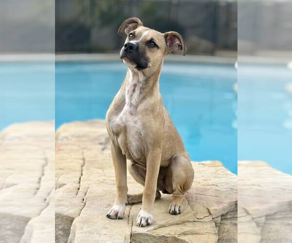 Medium Photo #5 Mutt Puppy For Sale in Greenville, SC, USA