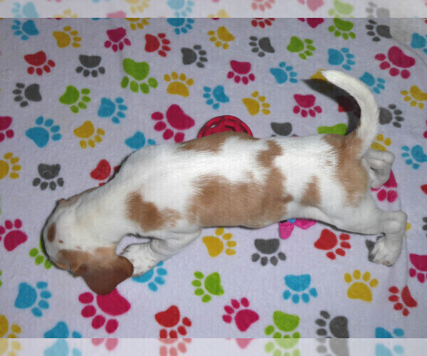 Medium Photo #7 Beagle Puppy For Sale in ORO VALLEY, AZ, USA
