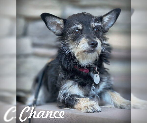 Medium Photo #1 Dachshund-Miniature Schnauzer Mix Puppy For Sale in Chino Hills, CA, USA