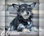 Small Dachshund-Miniature Schnauzer Mix