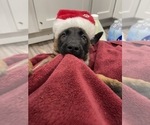 Small Photo #254 Belgian Malinois Puppy For Sale in REESEVILLE, WI, USA