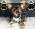 Small #8 Yorkshire Terrier