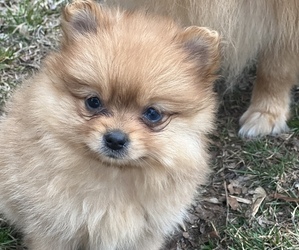 Pomeranian Puppy for sale in MIDLAND, MI, USA